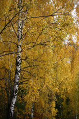 In the autumn of a branch of a birch are decorated by foliage of bright yellow colour.
