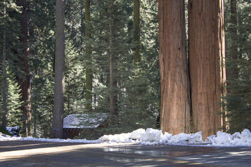 Giant Trees in Sequoia