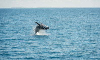 Fototapeta premium Jumping Wal Hervey Bay, Australia