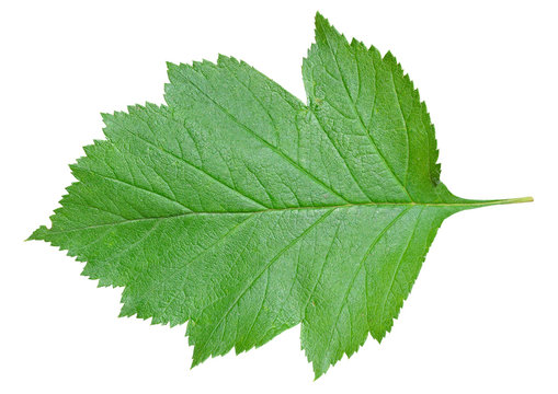 Leaf Of Hawthorn 2