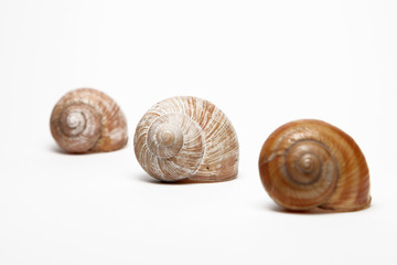 Snails isolated on white