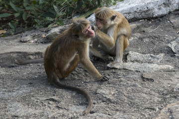Fototapeta premium Familia de monos limpiándose y cuidándose. Sri Lanka. 