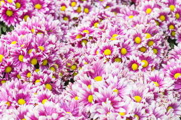 floral pattern. Background from various flowers.selective focus