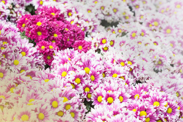 floral pattern. Background from various flowers.selective focus