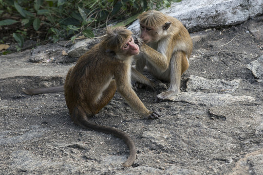 Familia de monos limpi&aacute;ndose y cuid&aacute;ndose. Sri Lanka. 