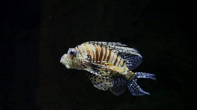 Devil firefish close to tracking shot 