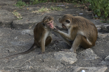 Familia de monos limpiándose y cuidándose. Sri Lanka. 