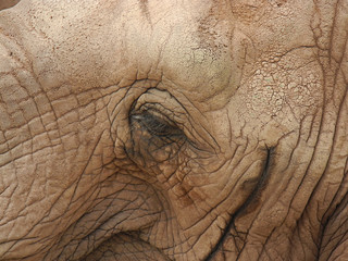 Auge eines Elefanten