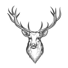 Hand drawn deer head. Wild animal with horn, mammal reindeer tattoo. Vector illustration