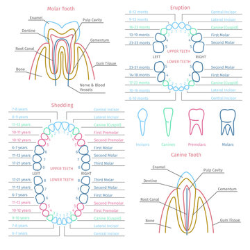 Adult and baby tooth dental anatomy infographics. Health medicine human, healthcare vector illustration