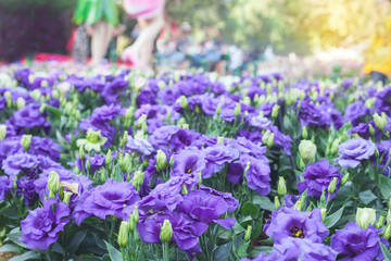 Fototapeta premium Background beautiful purple flowers.