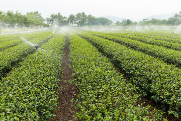 Fototapeta na wymiar Tea farm in Taiwan luye