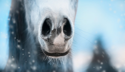 Close up of horse nose on winter  blurred nature background, banner.