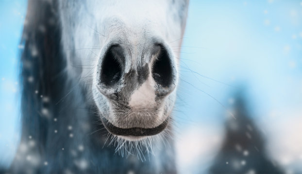 Close up of horse nose on winter  blurred nature background, banner.