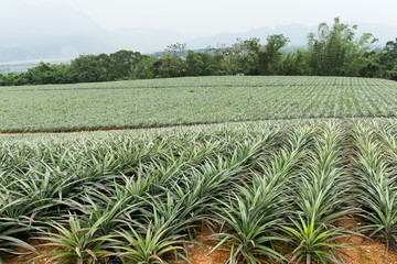 Pineapple farm