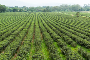 Fototapeta na wymiar Tea field in TaiTung