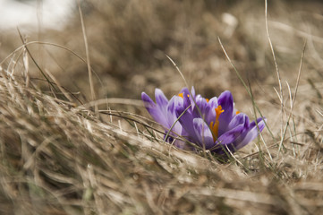 Krokusy, Dolina Chochołowska,