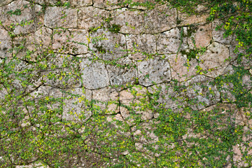 Green Creeper Plant growing on a stone wall