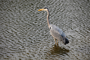 grey heron on the prowl