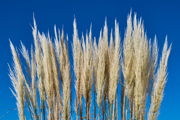 Reed against the blue sky