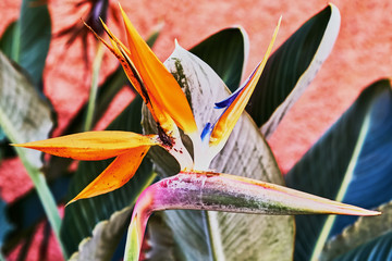 Beautiful flowers of Strelitzia flower