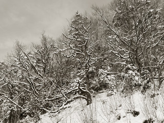 Winterwald, Schwarzwald