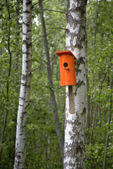 Bird House on a tree, nesting box