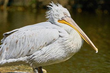 Beautiful pelican in zoo