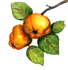 quince, watercolor