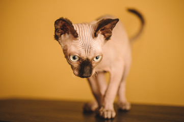 hairless sphynx or sphinx baby cat kitten