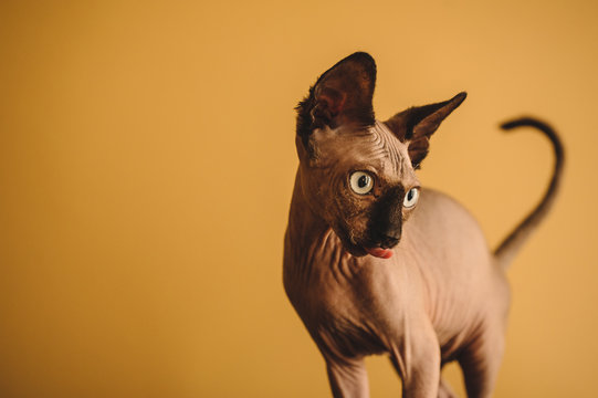 hairless sphynx or sphinx baby cat kitten