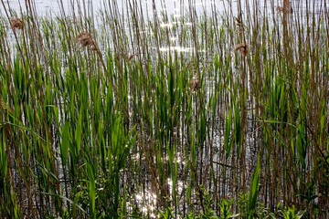 Obraz premium Sunbeam in a lake with reeds.