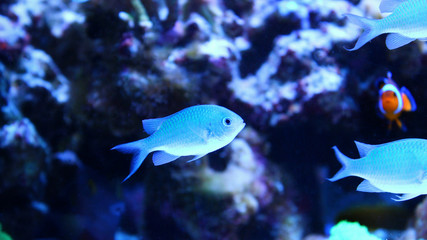 Black Axil Chromis (Chromis atripectoralis) 