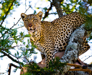 Leopard on a tree. National Park. Kenya. Tanzania. Maasai Mara. Serengeti. An excellent illustration.