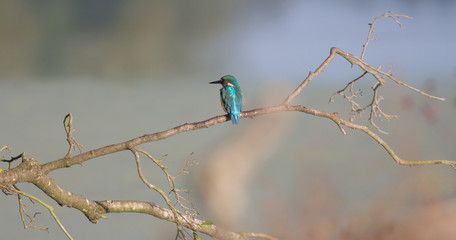 Kingfisher