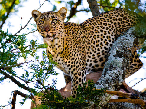 Leopard on a tree. National Park. Kenya. Tanzania. Maasai Mara. Serengeti. An excellent illustration.