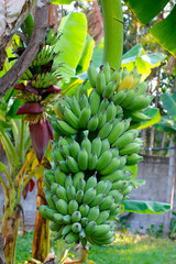 Banana tree with a bunch of bananas