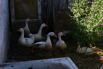Geese