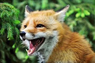 Rotfuchs