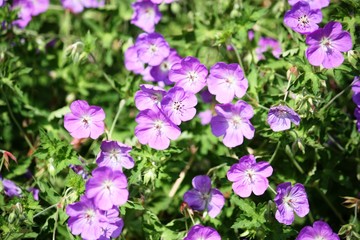 Geranium Rozanne purple Cranesbill 