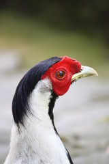 Head from Silver Pheasant Lophura nycthemera on the Isola Madre Italy