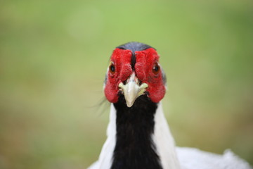 Face Lophura nycthemera Silver Pheasanton at Isola Madre Italy