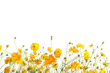 Yellow Cosmos flower meadow field isolate on white as background