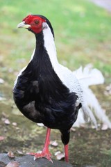 Lophura nycthemera, Cock Silver Pheasant on the Isola Madre
