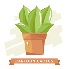 Cactus flower, cactus isolated. 