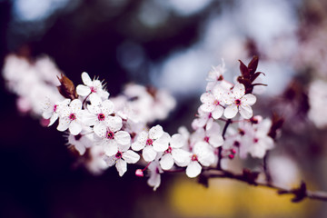 Branch of cherry tree with pastel-colored blossom with blurred background