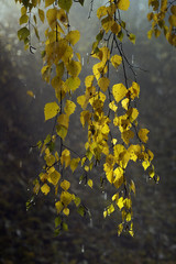 Birch leaves after rain