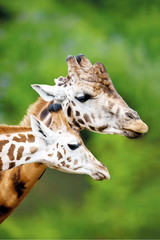 Obraz premium Giraffenpaar