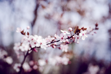 Branch of cherry tree with pastel-colored blossom with blurred background