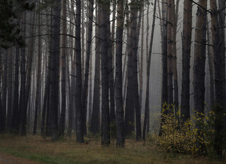 Fototapeta premium Misty autumn forest with pine trees